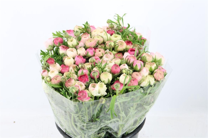 Ran Elegance Cappucino Sfumato