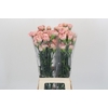 Dianthus St Creola