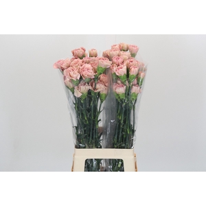 Dianthus St Creola