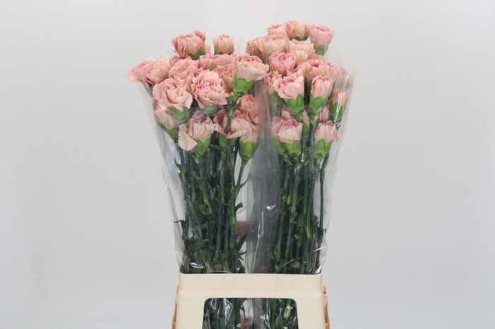 <h4>Dianthus St Creola</h4>