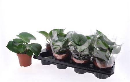 Pep Polybot Raindrop