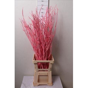 Mitsumata Col Licht Rose