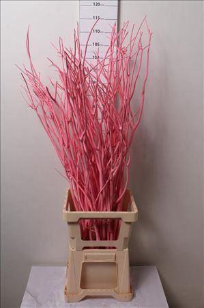 <h4>Mitsumata Col Licht Rose</h4>