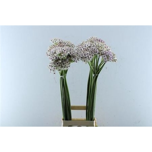 Allium Silverspring