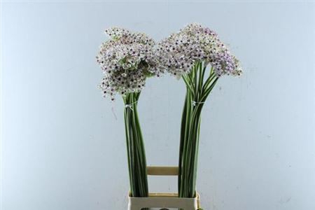 <h4>Allium Silverspring</h4>