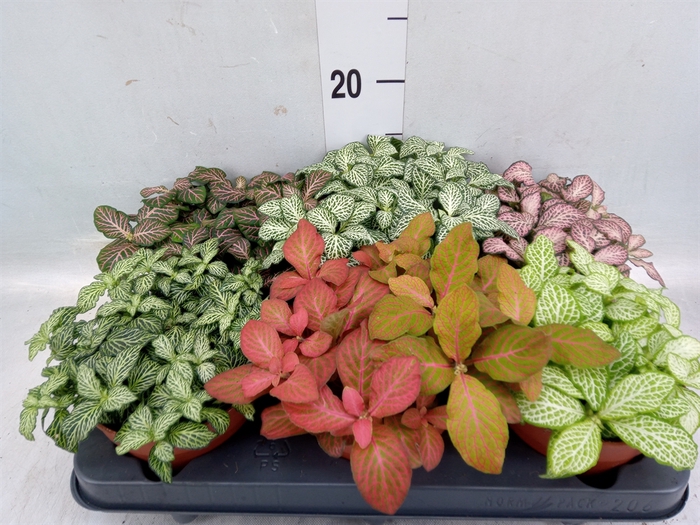 <h4>Fittonia   ...mix</h4>