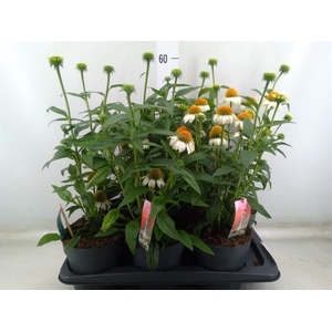 Echinacea  'Sunseekers White Perf'