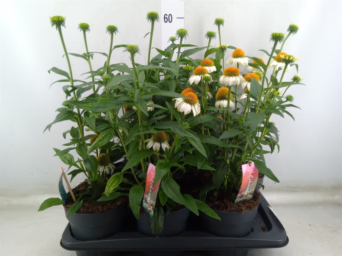 <h4>Echinacea  'Sunseekers White Perf'</h4>