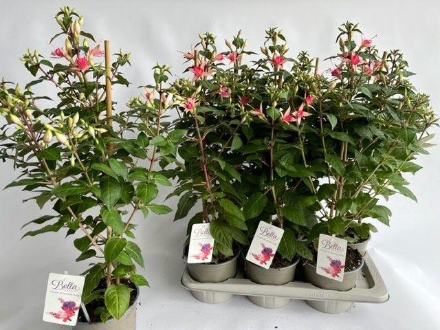 <h4>FUCHSIA W JUBELTEEN</h4>