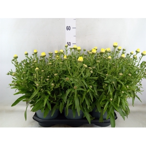 Leucanthemum maximum