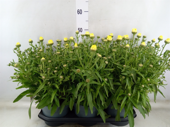 <h4>Leucanthemum maximum</h4>