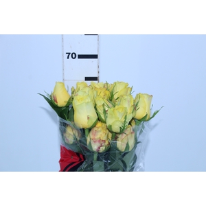 ROSA GOLDEN TOWER 060 CM AMARELO ESTUFA