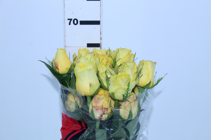ROSA GOLDEN TOWER 060 CM AMARELO ESTUFA