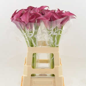 Calla Pink Jewel