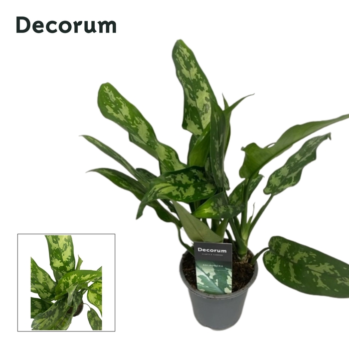 Aglaonema Maria