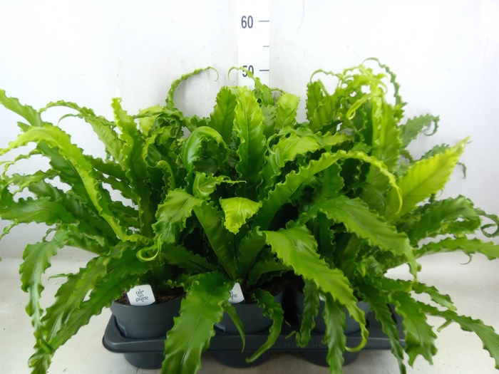<h4>Asplenium antiquum 'Osaka'</h4>