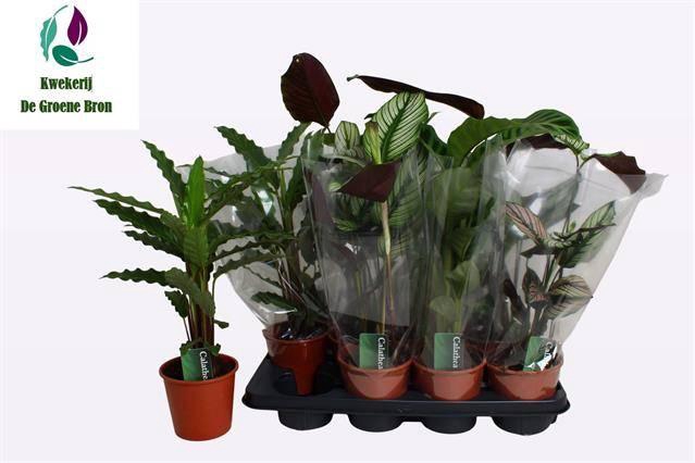 <h4>CALAT GEM 3 SRT</h4>