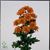 WAX APPEL H%