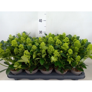 Skimmia jap. 'Finchy'