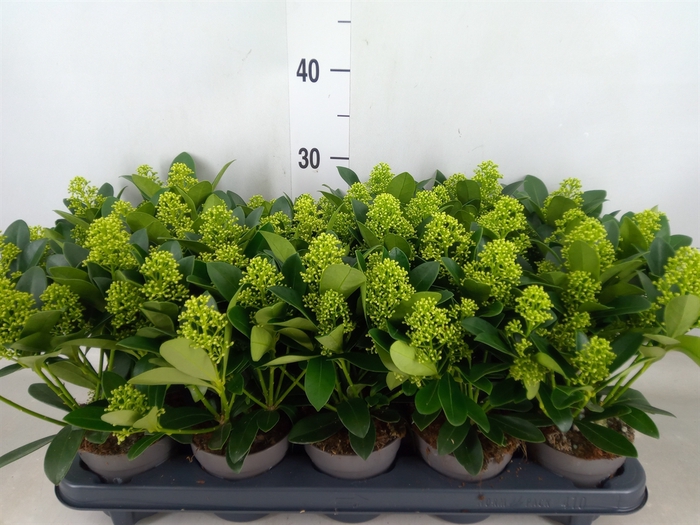 <h4>Skimmia jap. 'Finchy'</h4>