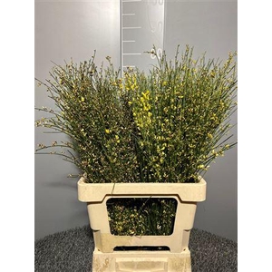 Genista Col Yellow 200gr