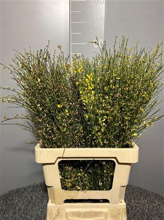 <h4>Genista Col Yellow 200gr</h4>