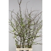 CHAENOMELES SUPERBA WHITE EXTRA 100CM