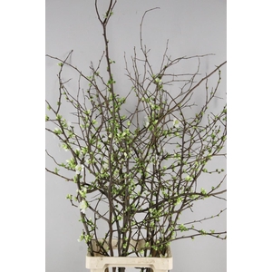 CHAENOMELES SUPERBA WHITE EXTRA 100CM