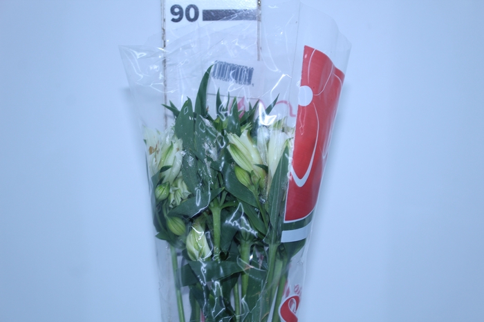 ALSTROEMERIA AKEMI 080 CM