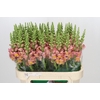 Antirrhinum majus Toulon Apricot
