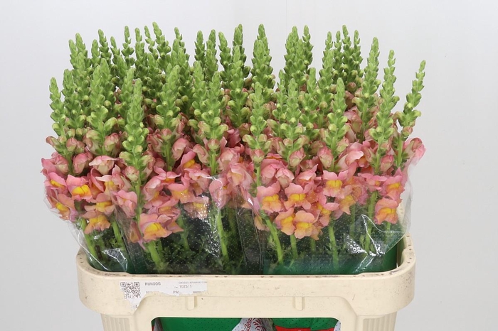 <h4>Antirrhinum majus Toulon Apricot</h4>