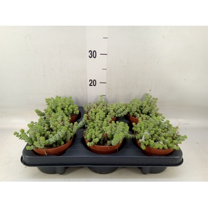 Crassula marnieriana