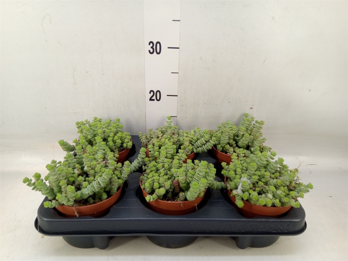 <h4>Crassula marnieriana</h4>