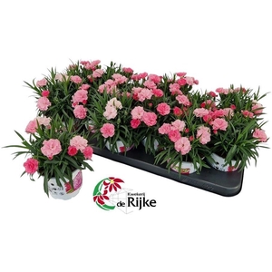 Dianthus I Love U