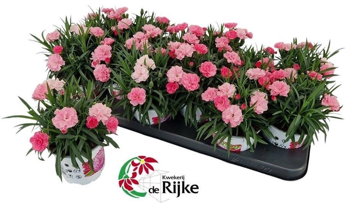 <h4>Dianthus I Love U</h4>