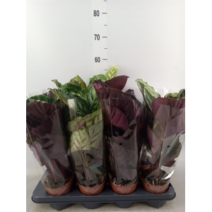 Calathea   ...mix