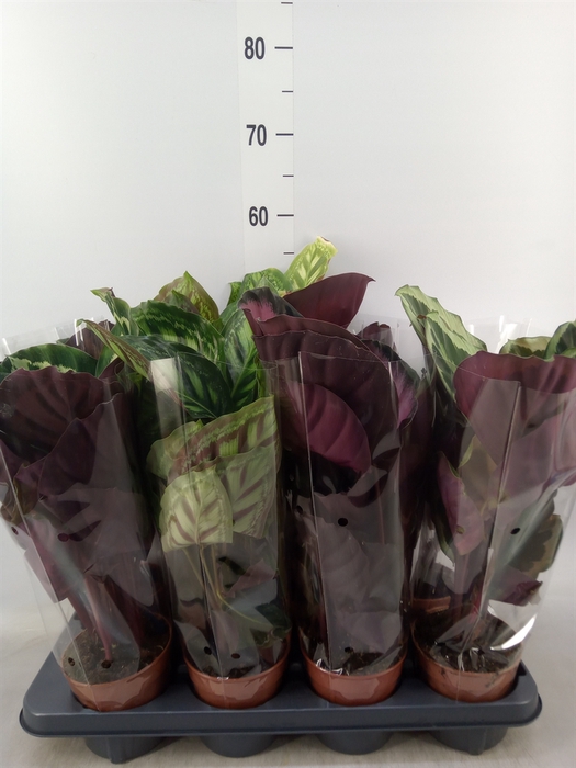 <h4>Calathea   ...mix</h4>