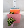 Arr.   Planten L%