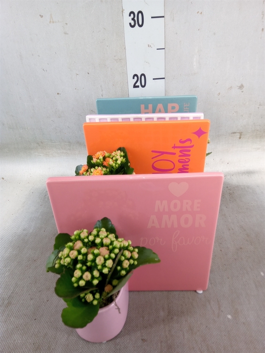 Arr.   Planten L%