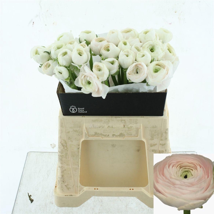 <h4>RAN SU HANOI</h4>