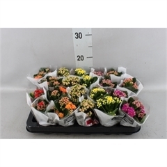 <h4>Kalanchoe blos. 'RosDon Collection'</h4>