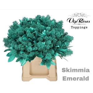 Skimmia Emerald