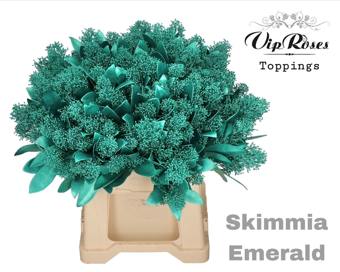 <h4>SKIMMIA EMERALD</h4>