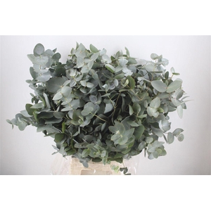 Euca Cinerea 300gr P Bunch