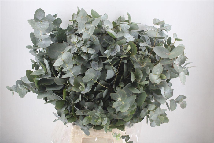 <h4>Euca Cinerea 300gr P Bunch</h4>