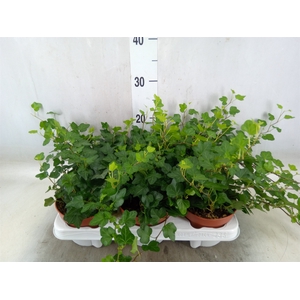 Hedera helix 'Wonder'