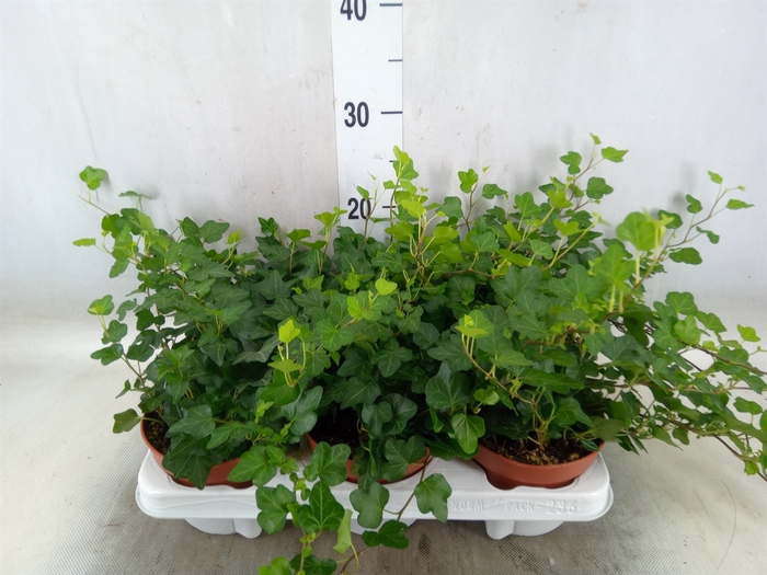 <h4>Hedera helix 'Wonder'</h4>