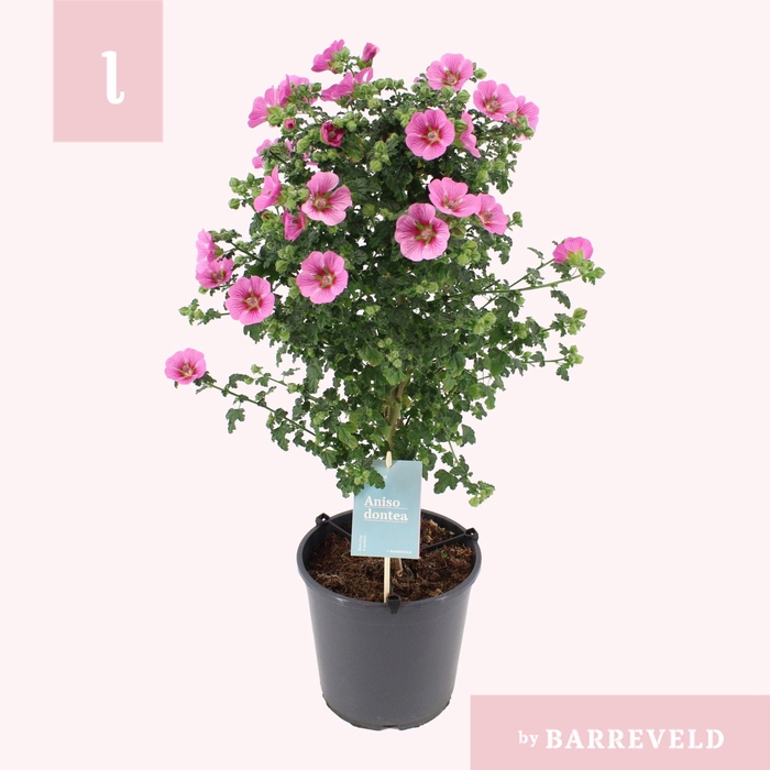 <h4>Anisodontea Elegance Princess stam</h4>