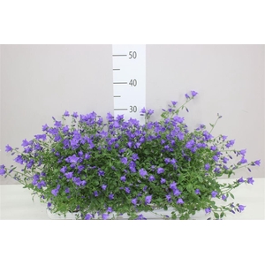 Campanula Starina Spring Bell