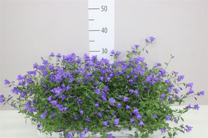 <h4>Campanula Starina Spring Bell</h4>